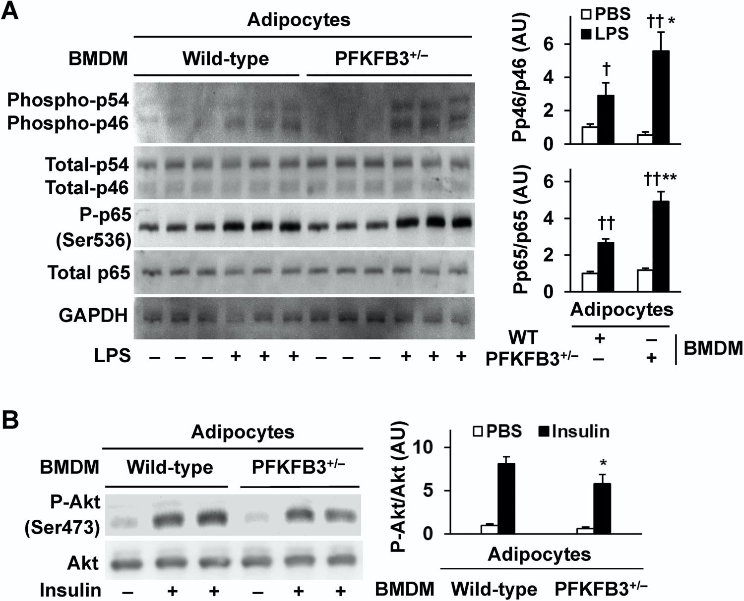 https://cdn.ncbi.nlm.nih.gov/pmc/blobs/0419/7897240/a7dc734fb00f/nihms-1651668-f0007.jpg