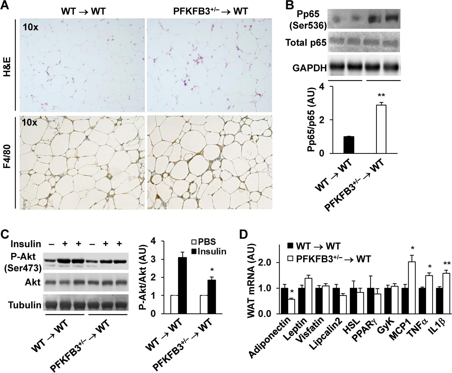 https://cdn.ncbi.nlm.nih.gov/pmc/blobs/0419/7897240/ad6f23504cc4/nihms-1651668-f0006.jpg