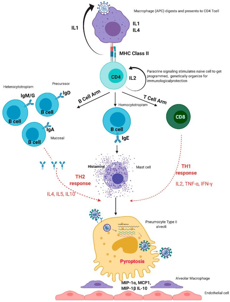 https://cdn.ncbi.nlm.nih.gov/pmc/blobs/041a/7997247/ff4bf3c93354/viruses-13-00378-g001.jpg