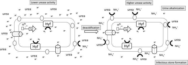 https://cdn.ncbi.nlm.nih.gov/pmc/blobs/0422/7658346/cf000859013e/41598_2020_76561_Fig7_HTML.jpg