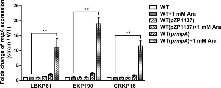 https://cdn.ncbi.nlm.nih.gov/pmc/blobs/0424/7090111/f50525ccf606/fmicb-11-00436-g003.jpg