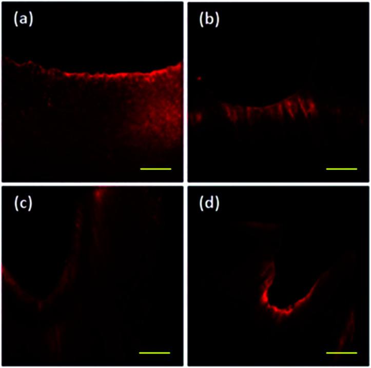 https://cdn.ncbi.nlm.nih.gov/pmc/blobs/0428/9072945/1497fc5e3638/c9ra04159a-f4.jpg