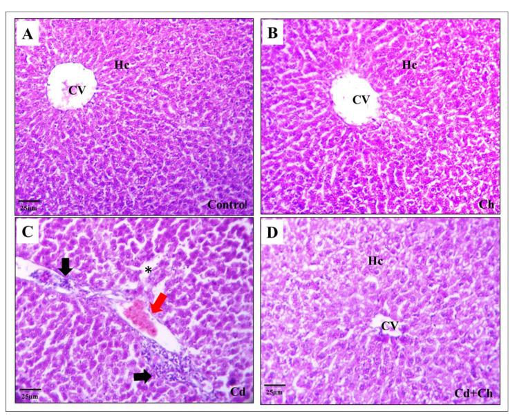 https://cdn.ncbi.nlm.nih.gov/pmc/blobs/0429/10525457/99dc82fb84c0/biomedicines-11-02414-g003.jpg