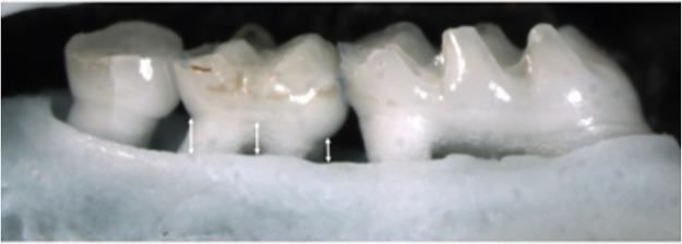 https://cdn.ncbi.nlm.nih.gov/pmc/blobs/0429/6415785/f4253061b39b/pone.0212796.g001.jpg