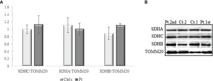 https://cdn.ncbi.nlm.nih.gov/pmc/blobs/042a/10800918/2dbfdf576561/fonc-13-1324013-g003.jpg