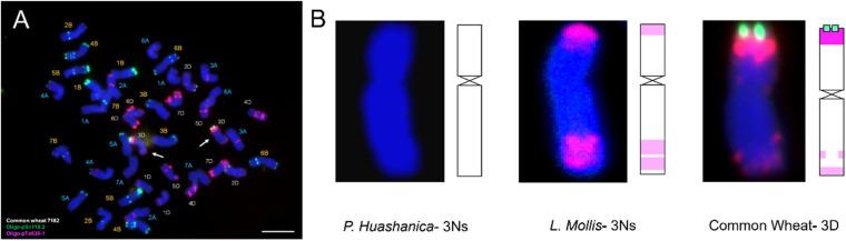https://cdn.ncbi.nlm.nih.gov/pmc/blobs/0430/8061751/08674aa97fdf/fpls-12-644896-g009.jpg