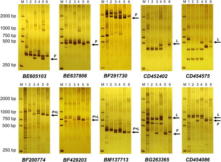 https://cdn.ncbi.nlm.nih.gov/pmc/blobs/0430/8061751/42efb4ee0386/fpls-12-644896-g004.jpg