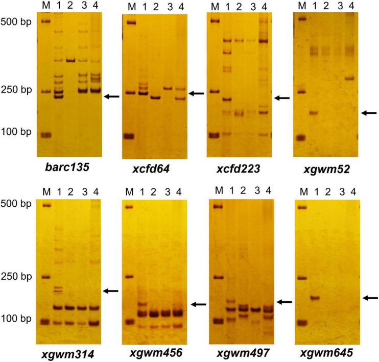 https://cdn.ncbi.nlm.nih.gov/pmc/blobs/0430/8061751/ba9fe10cc725/fpls-12-644896-g003.jpg