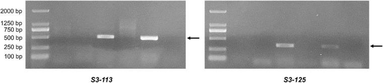https://cdn.ncbi.nlm.nih.gov/pmc/blobs/0430/8061751/de4831a1427c/fpls-12-644896-g005.jpg
