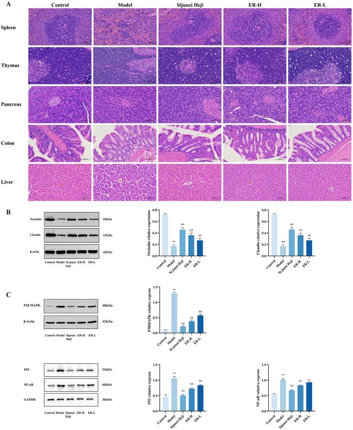 https://cdn.ncbi.nlm.nih.gov/pmc/blobs/0431/11920137/74e220f45ab9/fmicb-16-1501068-g0002.jpg