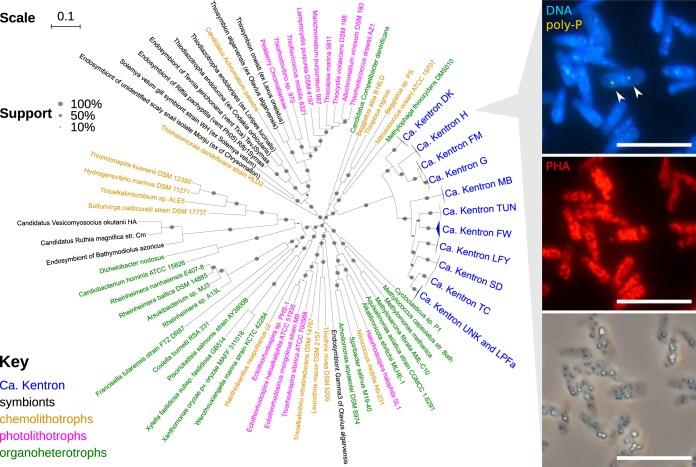 https://cdn.ncbi.nlm.nih.gov/pmc/blobs/0436/6593406/83bcc63b8dcc/mBio.01112-19-f0001.jpg