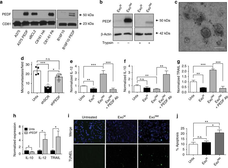 https://cdn.ncbi.nlm.nih.gov/pmc/blobs/043c/5673063/0be22847a255/41467_2017_1433_Fig5_HTML.jpg