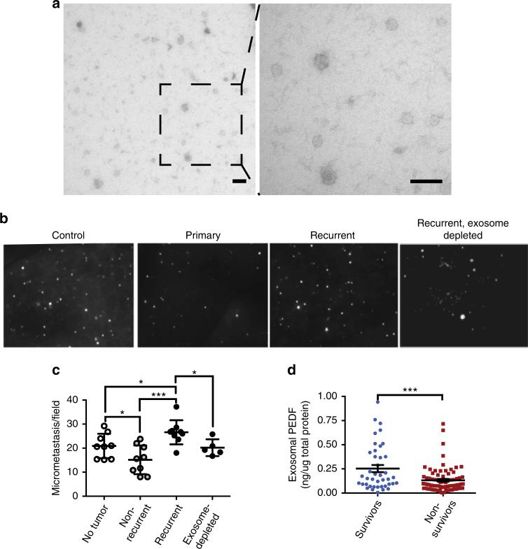 https://cdn.ncbi.nlm.nih.gov/pmc/blobs/043c/5673063/40d6e2bcb447/41467_2017_1433_Fig6_HTML.jpg