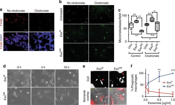 https://cdn.ncbi.nlm.nih.gov/pmc/blobs/043c/5673063/5bc3556d1754/41467_2017_1433_Fig3_HTML.jpg