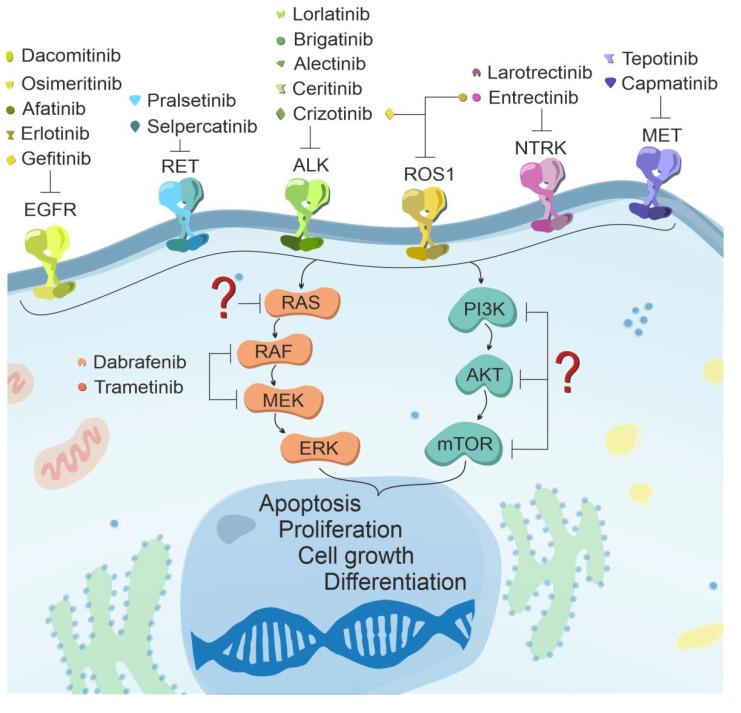https://cdn.ncbi.nlm.nih.gov/pmc/blobs/043c/8470525/9a33cb95f1a6/cancers-13-04705-g004.jpg