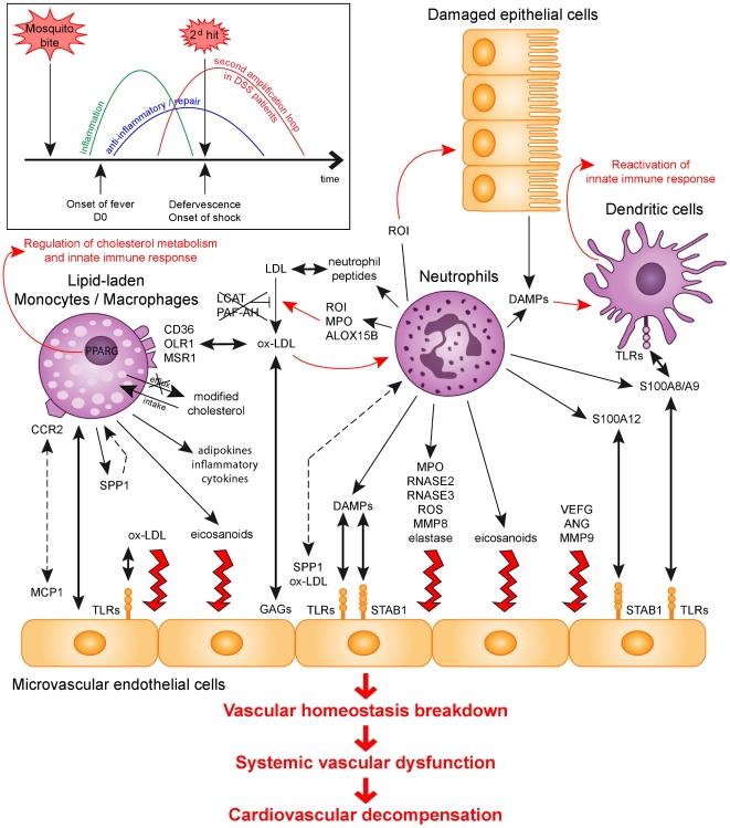 https://cdn.ncbi.nlm.nih.gov/pmc/blobs/043d/2907396/c2ac3bc8040e/pone.0011671.g004.jpg