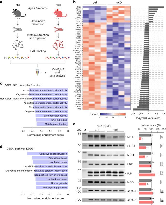 https://cdn.ncbi.nlm.nih.gov/pmc/blobs/043e/10917689/52a2dd8f8779/41593_2023_1558_Fig4_HTML.jpg
