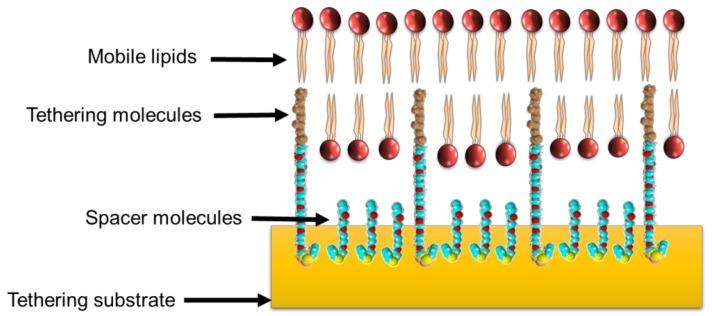 https://cdn.ncbi.nlm.nih.gov/pmc/blobs/043e/6466558/42c294a81c95/antibiotics-08-00012-g001.jpg