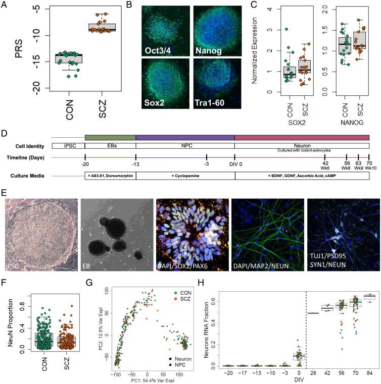 https://cdn.ncbi.nlm.nih.gov/pmc/blobs/043e/8784142/7a300b620f31/pnas.2109395119fig01.jpg