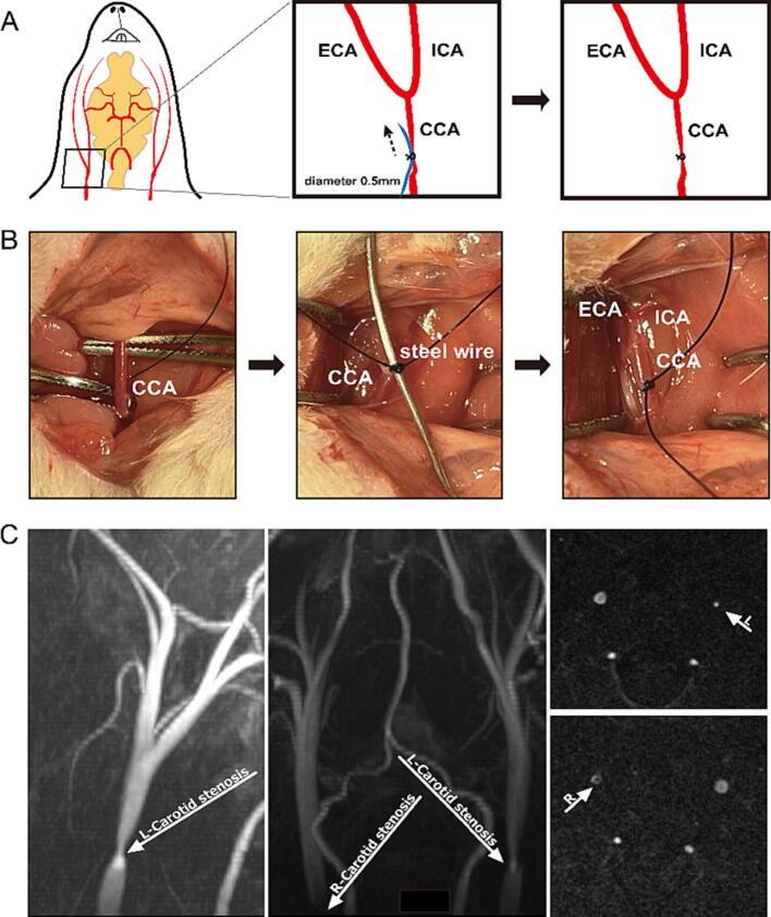 https://cdn.ncbi.nlm.nih.gov/pmc/blobs/043f/11785571/bbe2eb254d46/gr1.jpg