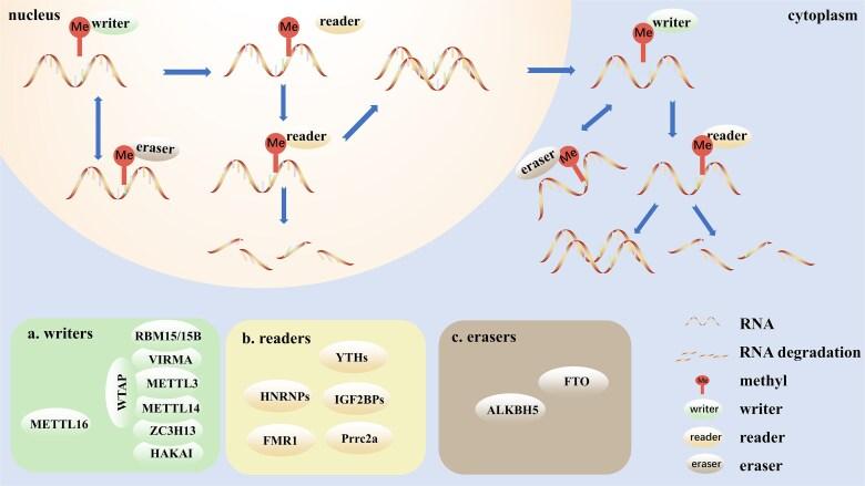 https://cdn.ncbi.nlm.nih.gov/pmc/blobs/0441/11735750/b6754349d20d/elae051f1.jpg