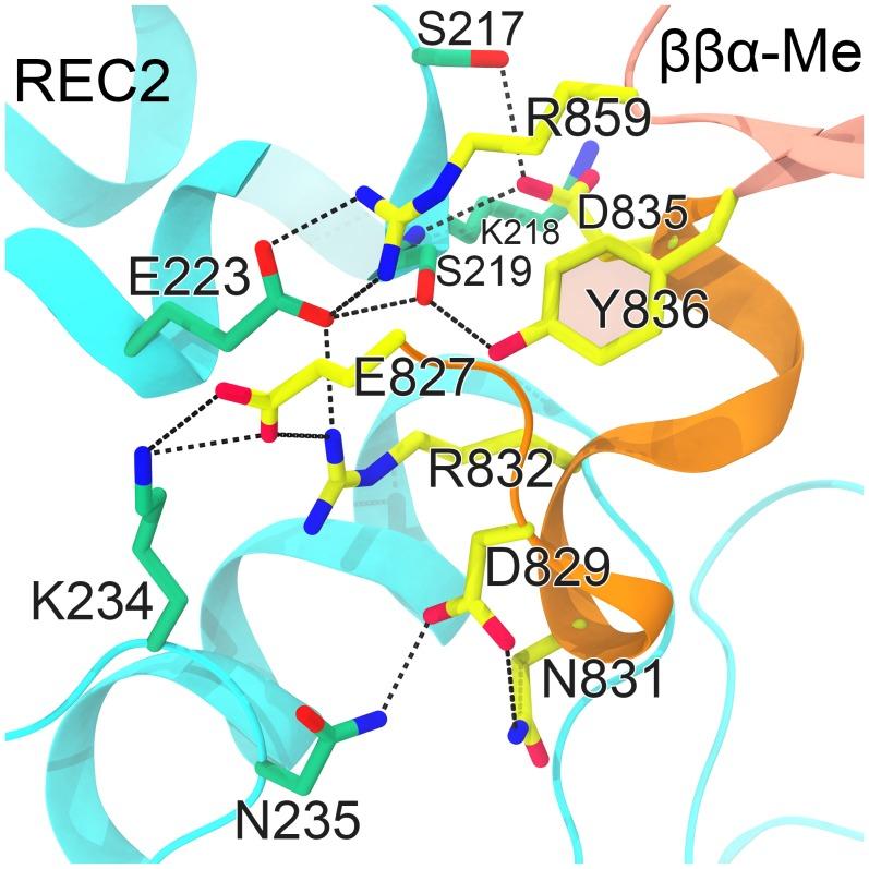 https://cdn.ncbi.nlm.nih.gov/pmc/blobs/0443/6706240/ebde0289a418/elife-46500-fig2-figsupp4.jpg