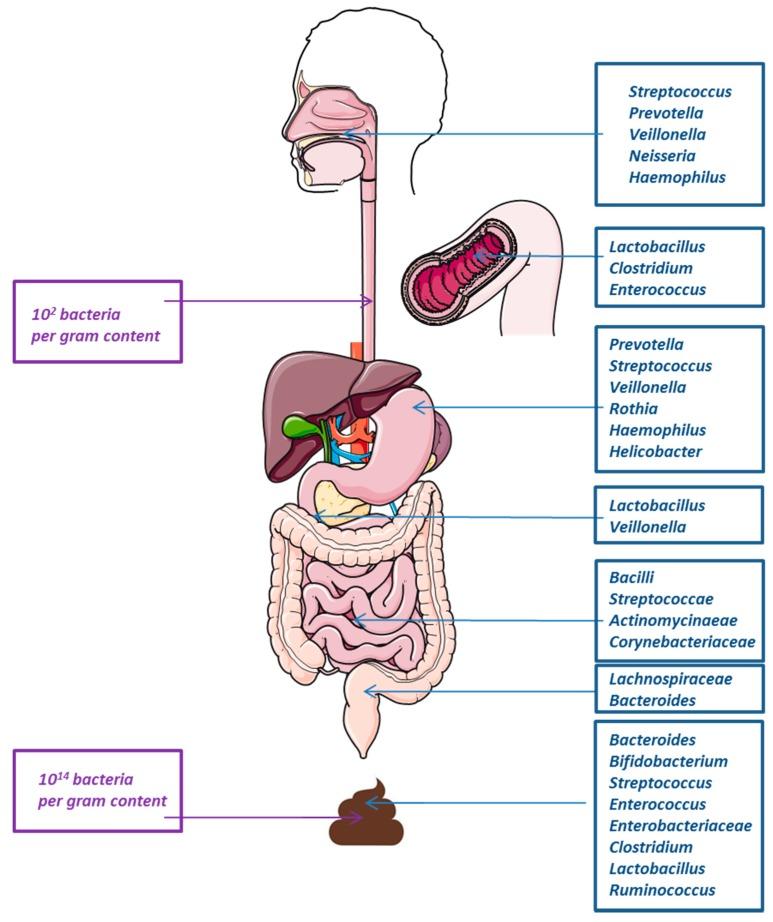 https://cdn.ncbi.nlm.nih.gov/pmc/blobs/0445/6473412/2c2c91508212/healthcare-07-00034-g002.jpg