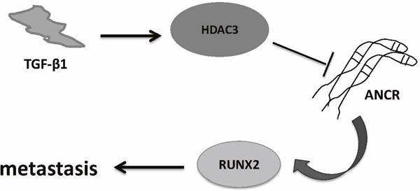 https://cdn.ncbi.nlm.nih.gov/pmc/blobs/0447/5620176/86d101bedbf0/oncotarget-08-67329-g009.jpg