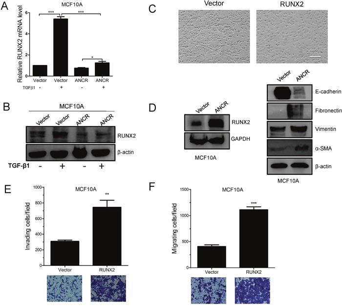 https://cdn.ncbi.nlm.nih.gov/pmc/blobs/0447/5620176/88e33f0f08f4/oncotarget-08-67329-g005.jpg