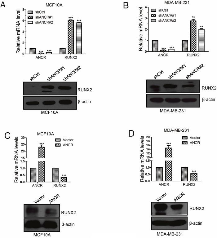 https://cdn.ncbi.nlm.nih.gov/pmc/blobs/0447/5620176/e1a3cc0a73e2/oncotarget-08-67329-g006.jpg