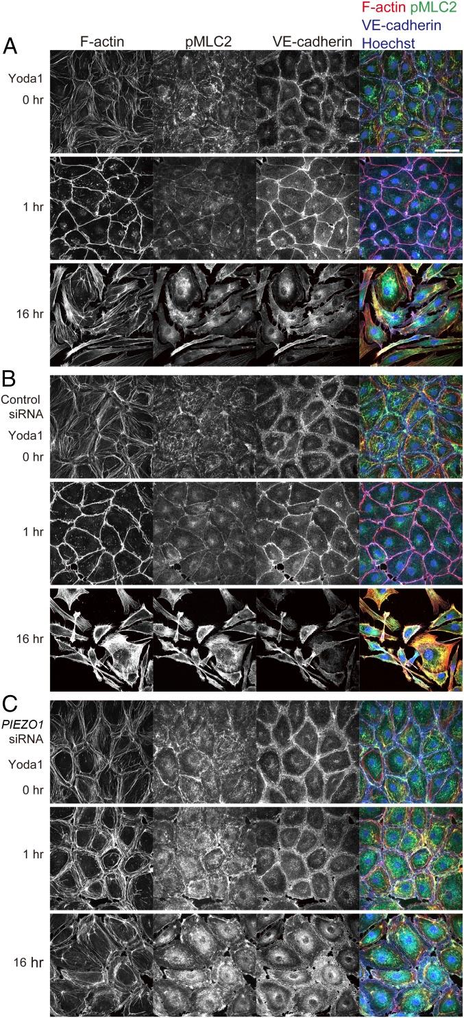https://cdn.ncbi.nlm.nih.gov/pmc/blobs/0448/6294938/2af86b21505e/pnas.1817070115fig05.jpg