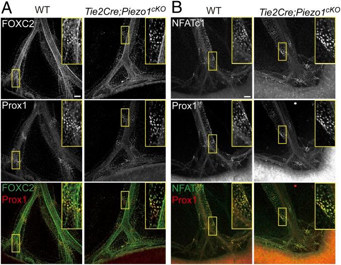 https://cdn.ncbi.nlm.nih.gov/pmc/blobs/0448/6294938/6d7ae841ce7d/pnas.1817070115fig04.jpg
