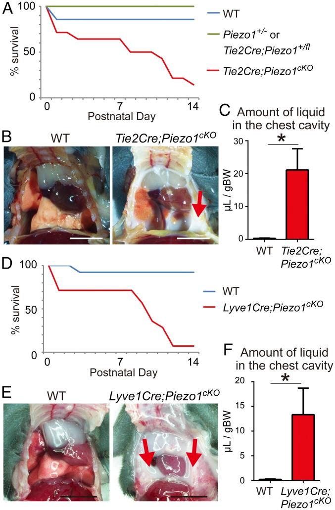 https://cdn.ncbi.nlm.nih.gov/pmc/blobs/0448/6294938/dba72ac0d515/pnas.1817070115fig01.jpg