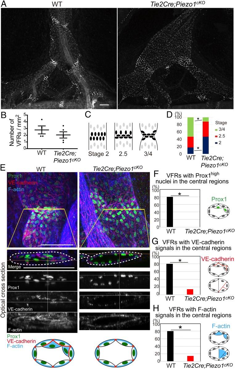 https://cdn.ncbi.nlm.nih.gov/pmc/blobs/0448/6294938/e17a32afc7e6/pnas.1817070115fig03.jpg