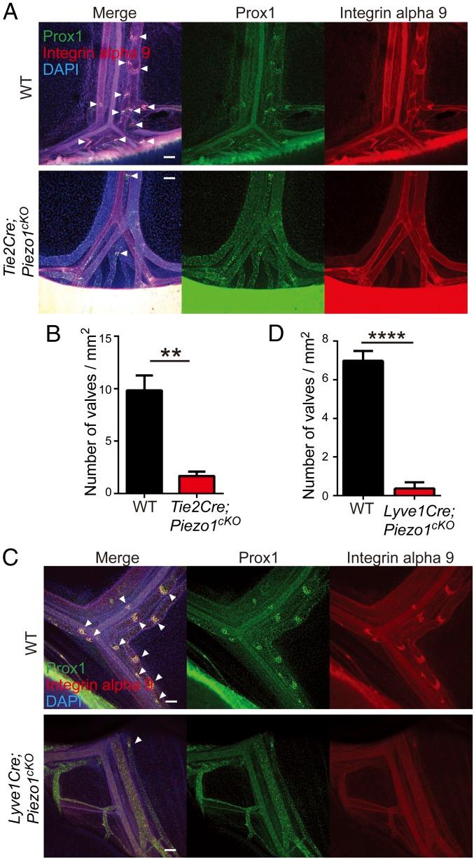 https://cdn.ncbi.nlm.nih.gov/pmc/blobs/0448/6294938/f02bd45e6235/pnas.1817070115fig02.jpg