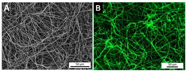 https://cdn.ncbi.nlm.nih.gov/pmc/blobs/044a/6523323/2f17354a290b/nanomaterials-09-00567-g002.jpg