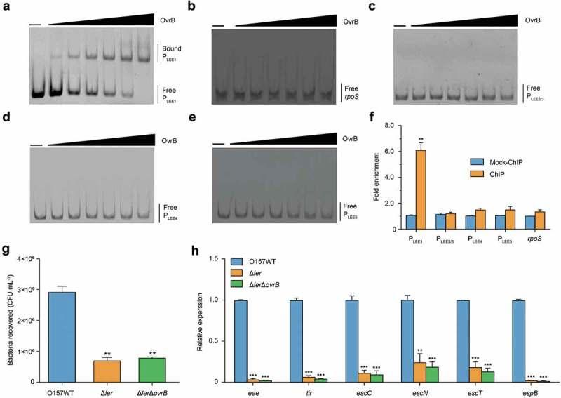 https://cdn.ncbi.nlm.nih.gov/pmc/blobs/044e/6768210/892b89e7b5a6/kvir-10-01-1661721-g003.jpg