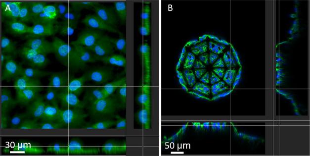 https://cdn.ncbi.nlm.nih.gov/pmc/blobs/044f/9100514/a89b6775475e/am2c03706_0007.jpg