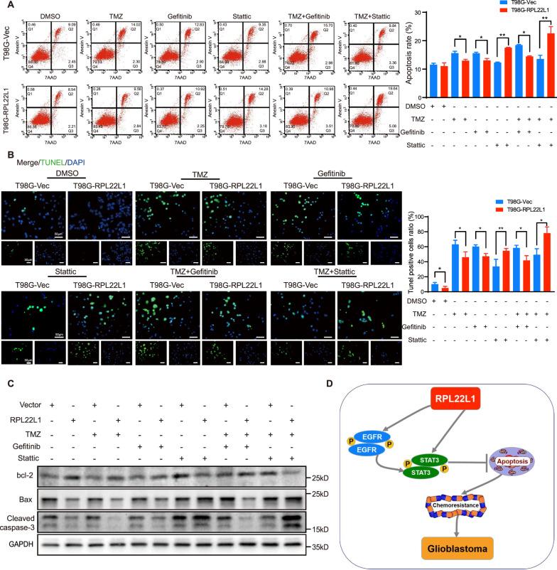 https://cdn.ncbi.nlm.nih.gov/pmc/blobs/0454/10662465/d5e42cb313b8/41419_2023_6156_Fig6_HTML.jpg