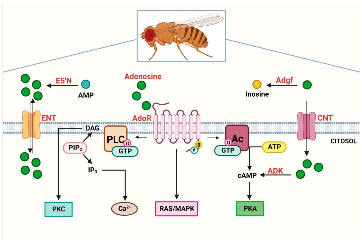 https://cdn.ncbi.nlm.nih.gov/pmc/blobs/0457/9738970/b44e45850386/ijms-23-15196-g001.jpg