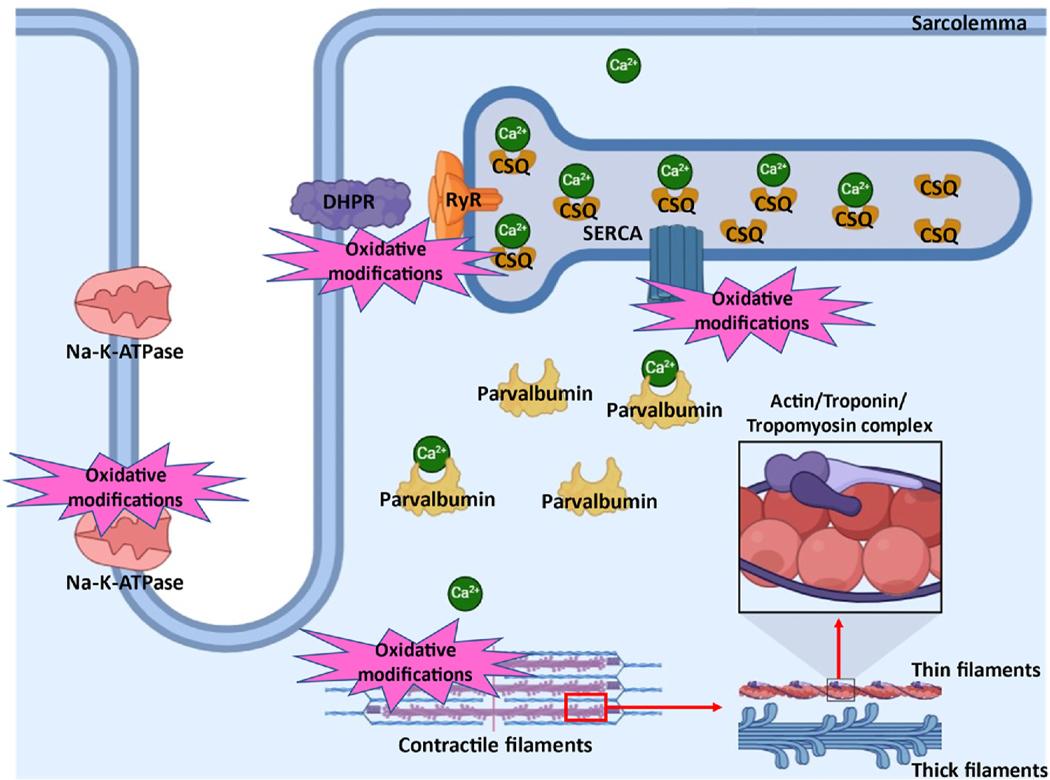 https://cdn.ncbi.nlm.nih.gov/pmc/blobs/0459/11816180/6c2678239560/nihms-2042355-f0003.jpg