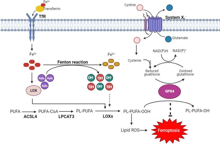 https://cdn.ncbi.nlm.nih.gov/pmc/blobs/0459/12379672/083d49cd0baf/12672_2025_3444_Fig1_HTML.jpg