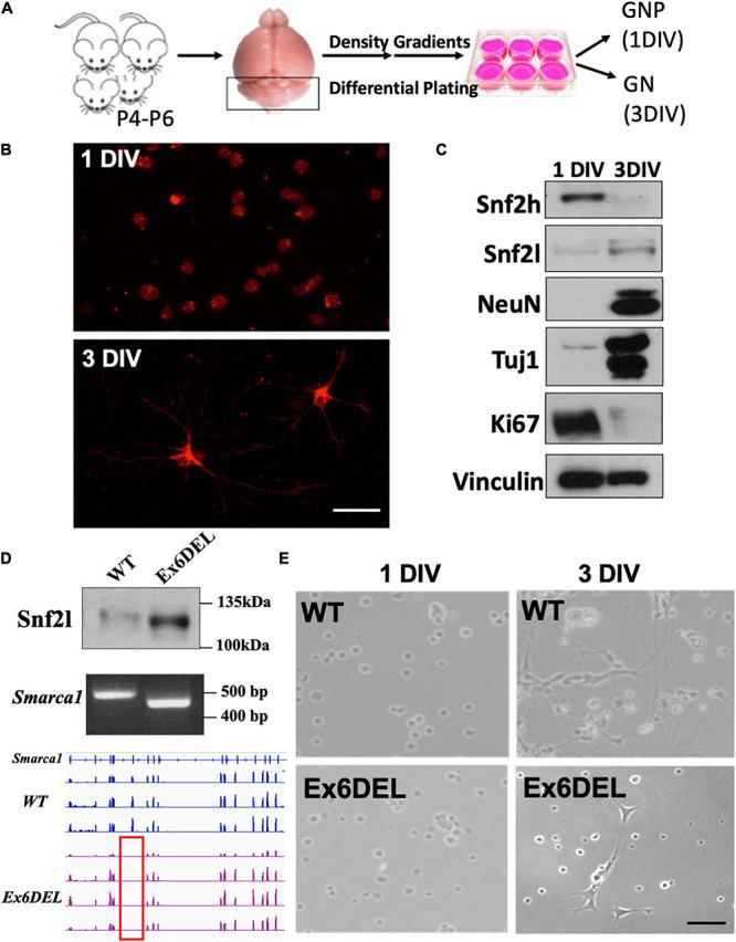 https://cdn.ncbi.nlm.nih.gov/pmc/blobs/045b/8290069/0394da2bf9df/fnmol-14-680280-g001.jpg