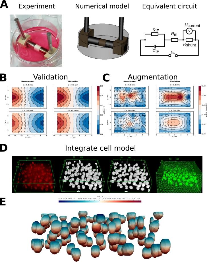 https://cdn.ncbi.nlm.nih.gov/pmc/blobs/045d/11481755/91ba90116493/gr004.jpg