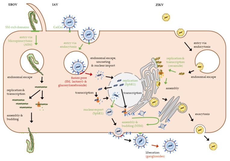 https://cdn.ncbi.nlm.nih.gov/pmc/blobs/0461/8197834/894cb2bc3b84/ijms-22-05676-g003.jpg