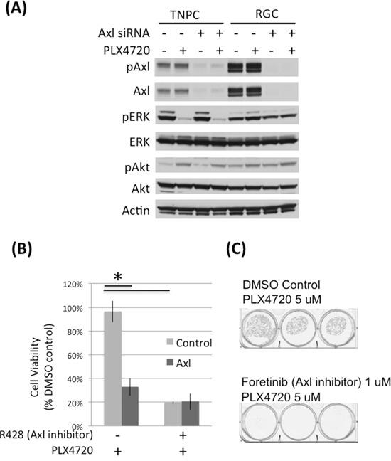 https://cdn.ncbi.nlm.nih.gov/pmc/blobs/0462/5352180/3e684fb2886a/oncotarget-08-583-g002.jpg