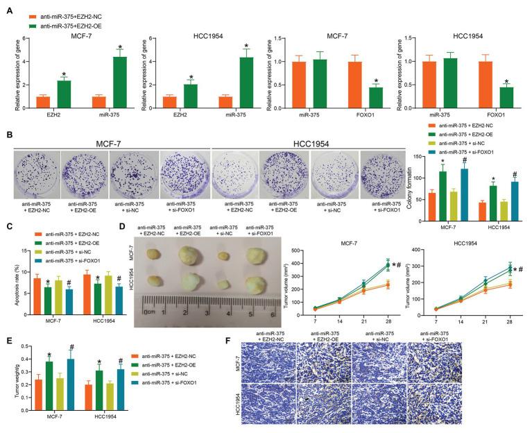 https://cdn.ncbi.nlm.nih.gov/pmc/blobs/0463/8041054/16c3f9ee8e06/fgene-12-633756-g006.jpg
