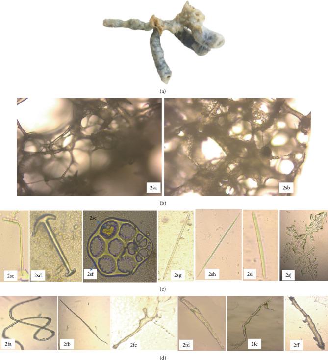 https://cdn.ncbi.nlm.nih.gov/pmc/blobs/0466/12433740/eb814007e703/IJMICRO2025-4208163.004.jpg