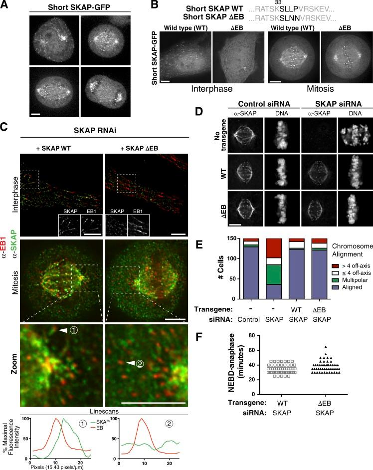 https://cdn.ncbi.nlm.nih.gov/pmc/blobs/0467/4862331/93fc9daa82a5/JCB_201510117_Fig4.jpg