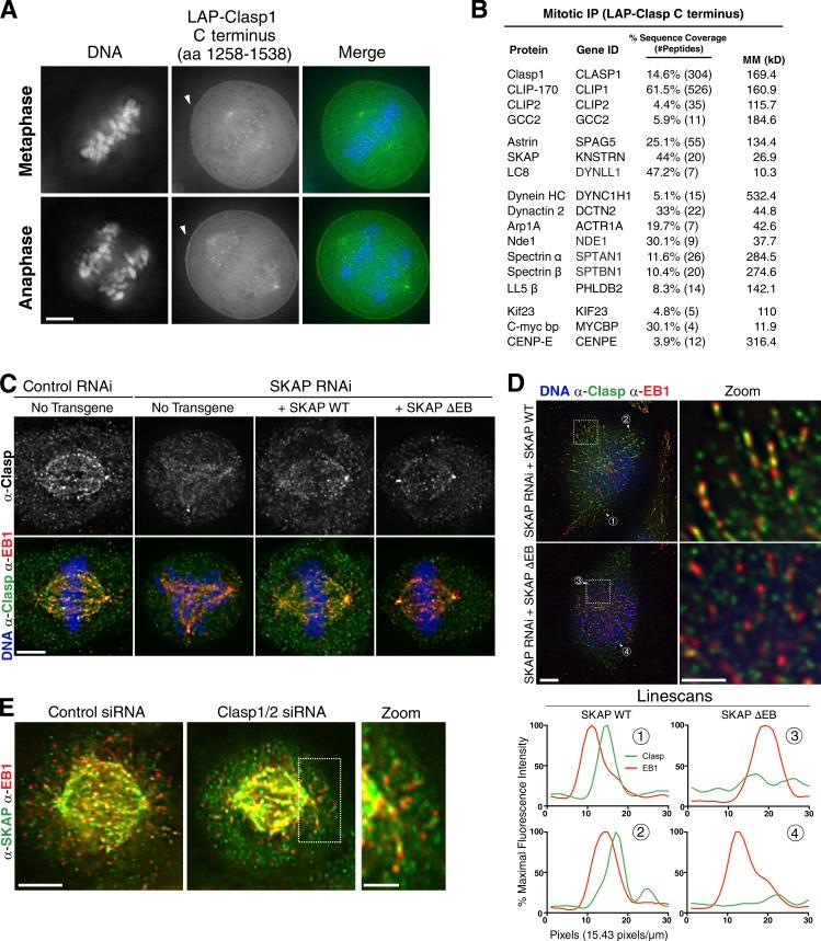 https://cdn.ncbi.nlm.nih.gov/pmc/blobs/0467/4862331/c00f3ee356d1/JCB_201510117_Fig7.jpg